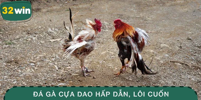 Đá gà cựa dao hấp dẫn, lôi cuốn