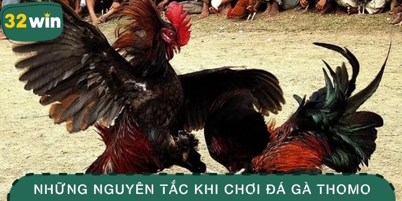 Đá Gà Thomo – Bí Kíp Chọn Được Chiến Kê Chuẩn Xác 3 Những nguyên tắc khi chơi đá gà Thomo
